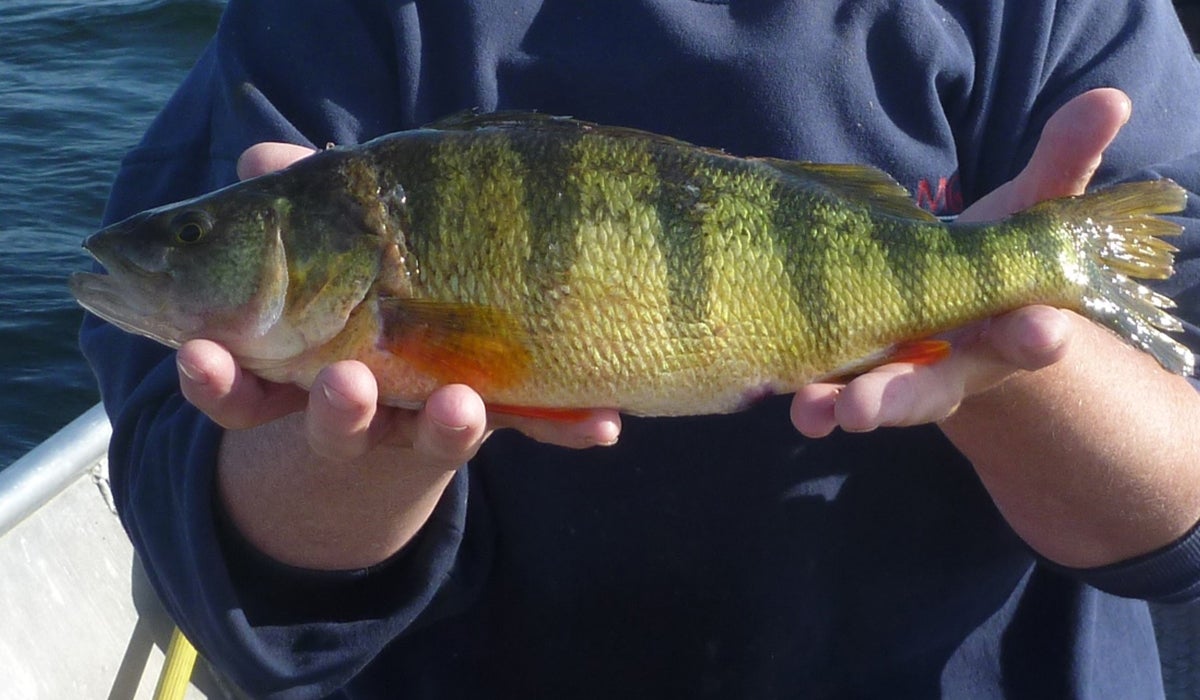 Tactics for Late Summer Perch Fishing - AllOutdoor.com