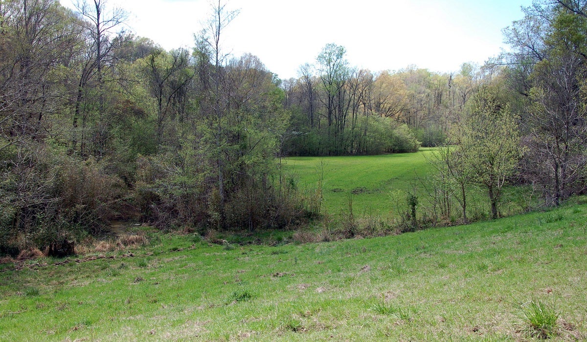 The Power of a Deer Sanctuary