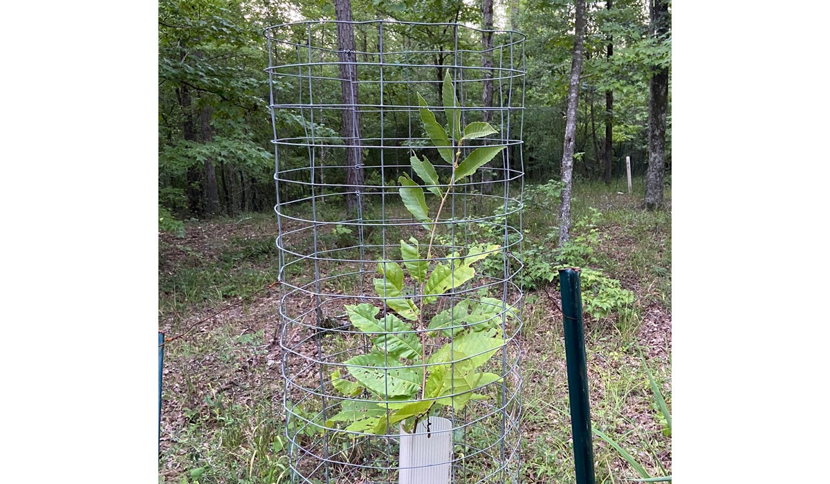 August 2020 Dunstan Chestnut Food Plot Tree Update