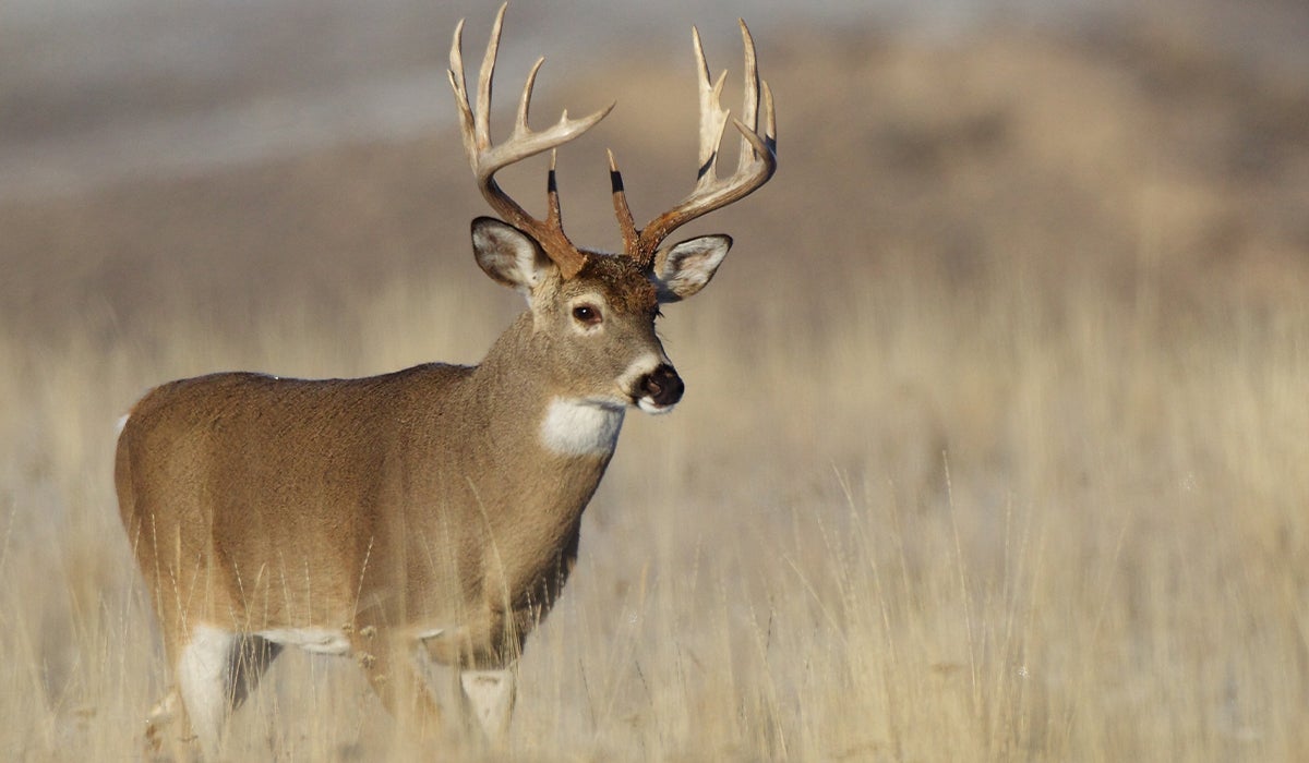 Five Best New Cartridges for Deer Hunting - AllOutdoor.com