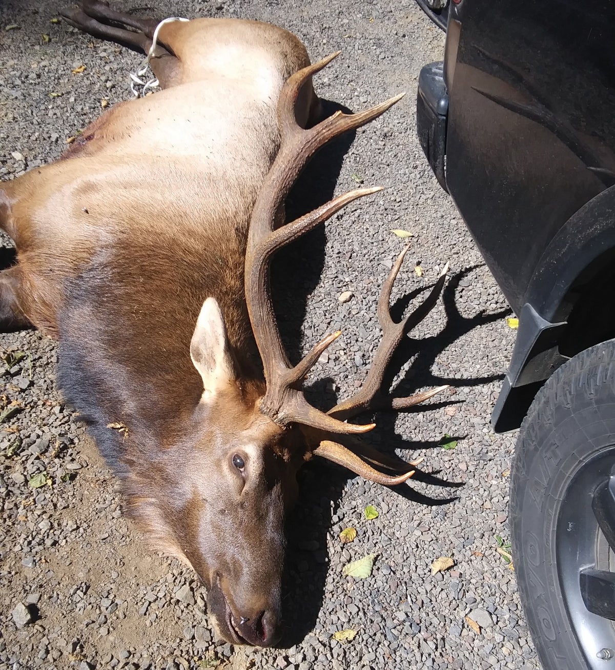 Archery Hunter Gored, Killed by Elk He’d Arrowed