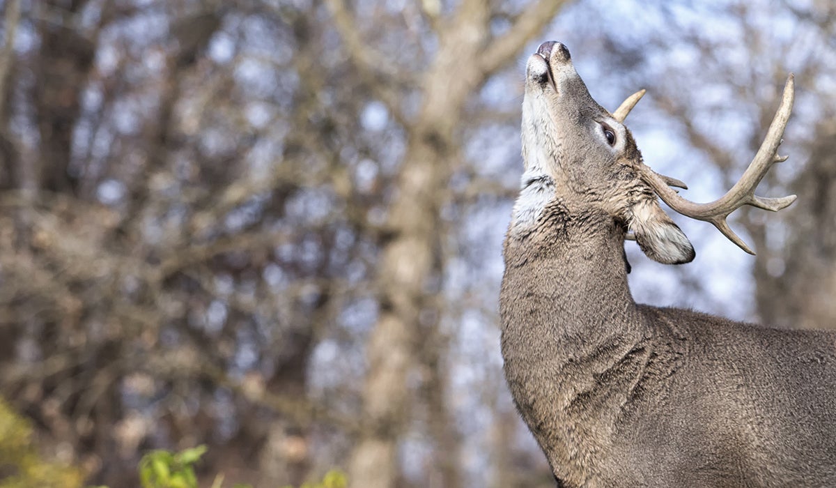 How to Hunt Deer in the Rut
