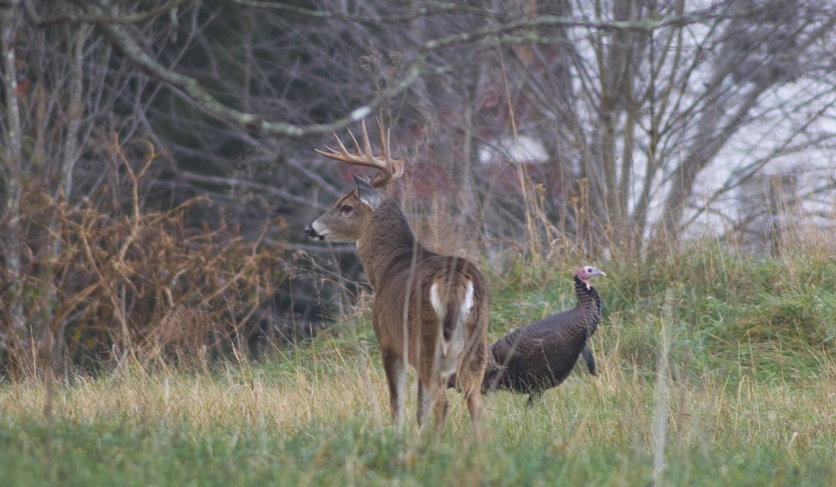 Best 12 Gauge Ammo for Deer Hunting Chosen by