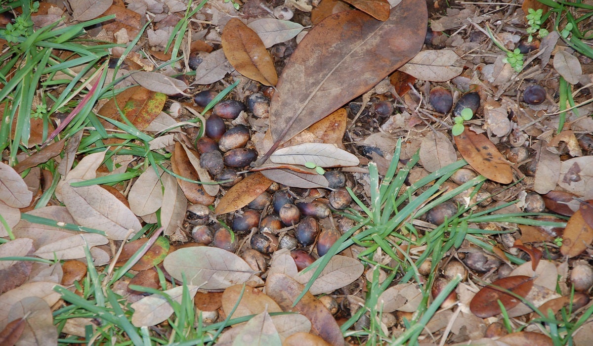 Deer Eat, Browse, and Graze Native Plants so Plan your Hunt Accordingly