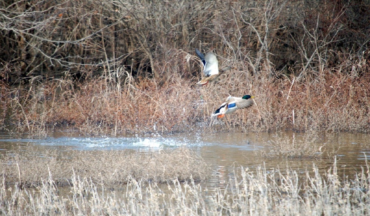 Something About Those Ducks! Waterfowl Seasons Opening Soon