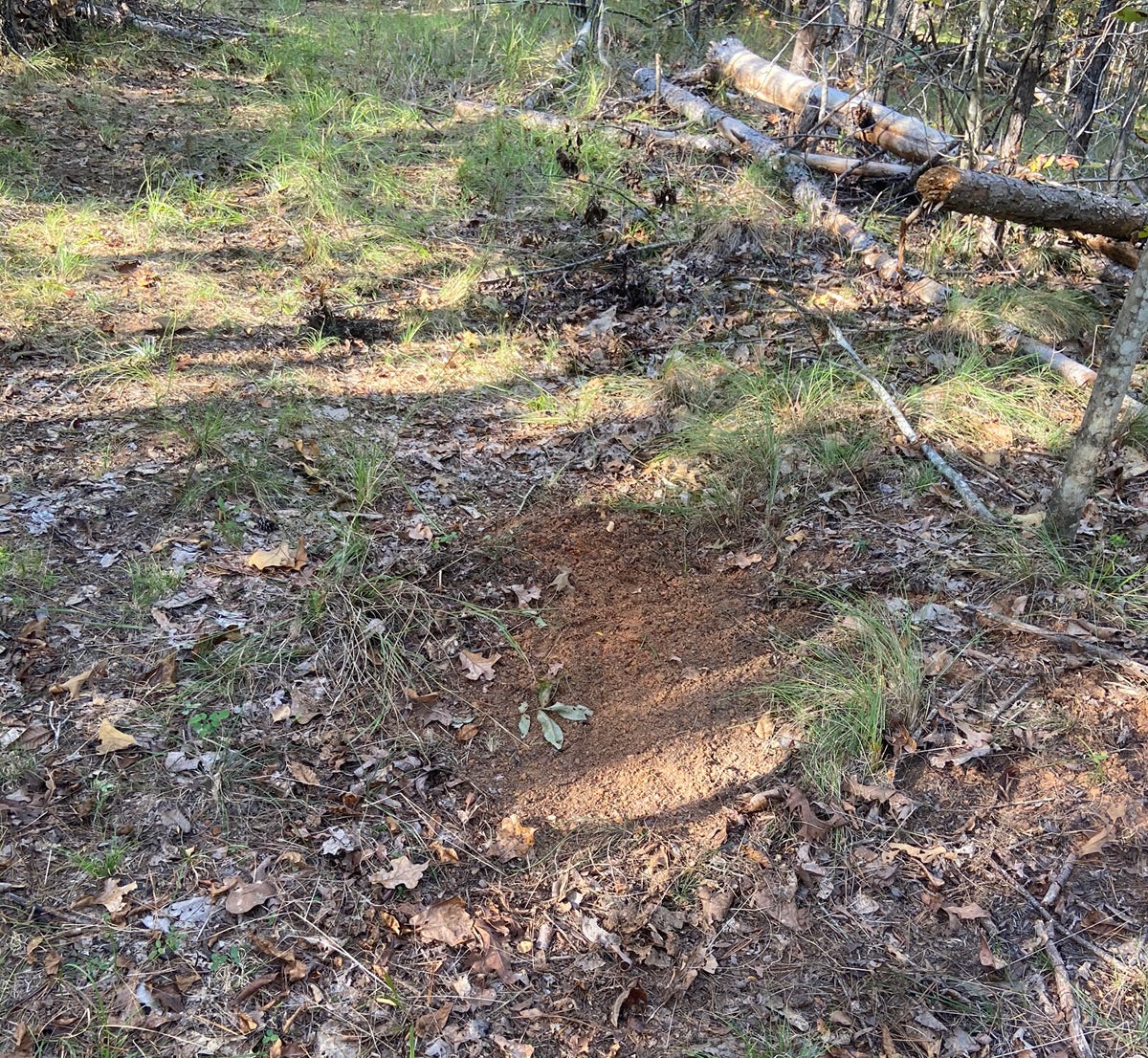 I found this red-hot scrape about 20 feet from a deer stand. (Photo © Russ Chastain)