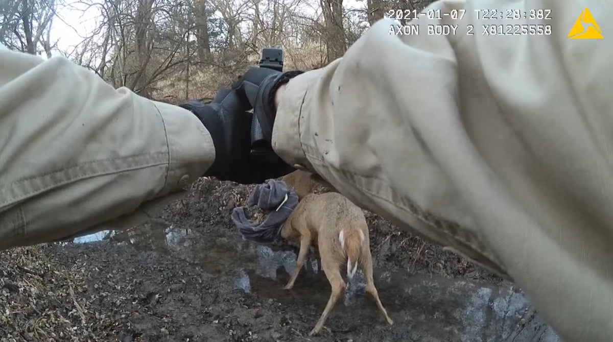 Bucks With Locked Antlers Separated by a Gunshot