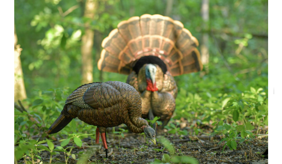 Turkey Deception: The HDR Feeder Decoy from Avian-X