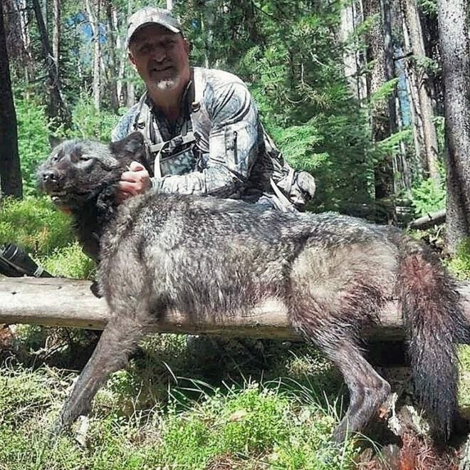 Wolves Were Over Hunted in Wisconsin During 2020