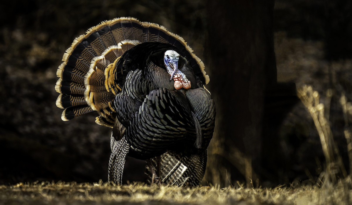 Big Game Brew Coffee Benefits the National Wild Turkey Federation