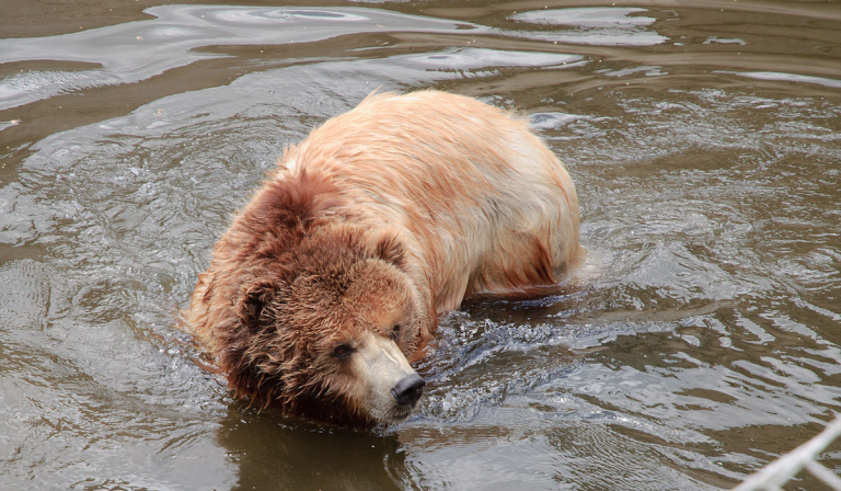 USFWS Now Supports Extending Grizzly Protections