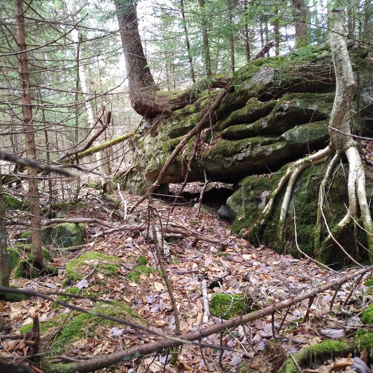 The Path Less Traveled Cranberry Wilderness Trail Review