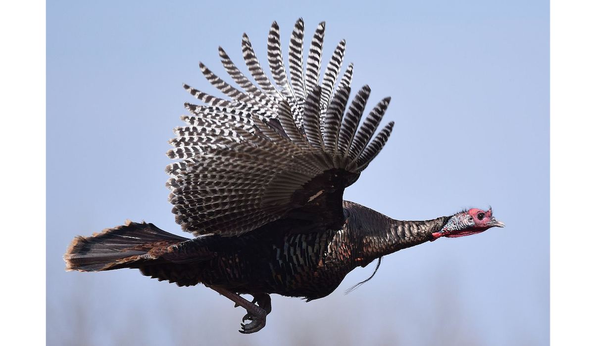 National Wild Turkey Federation (NWTF) Record Form Now Digital