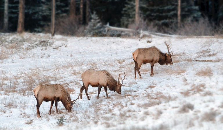 Rocky Mountain Elk Foundation Raises $1.1 Million