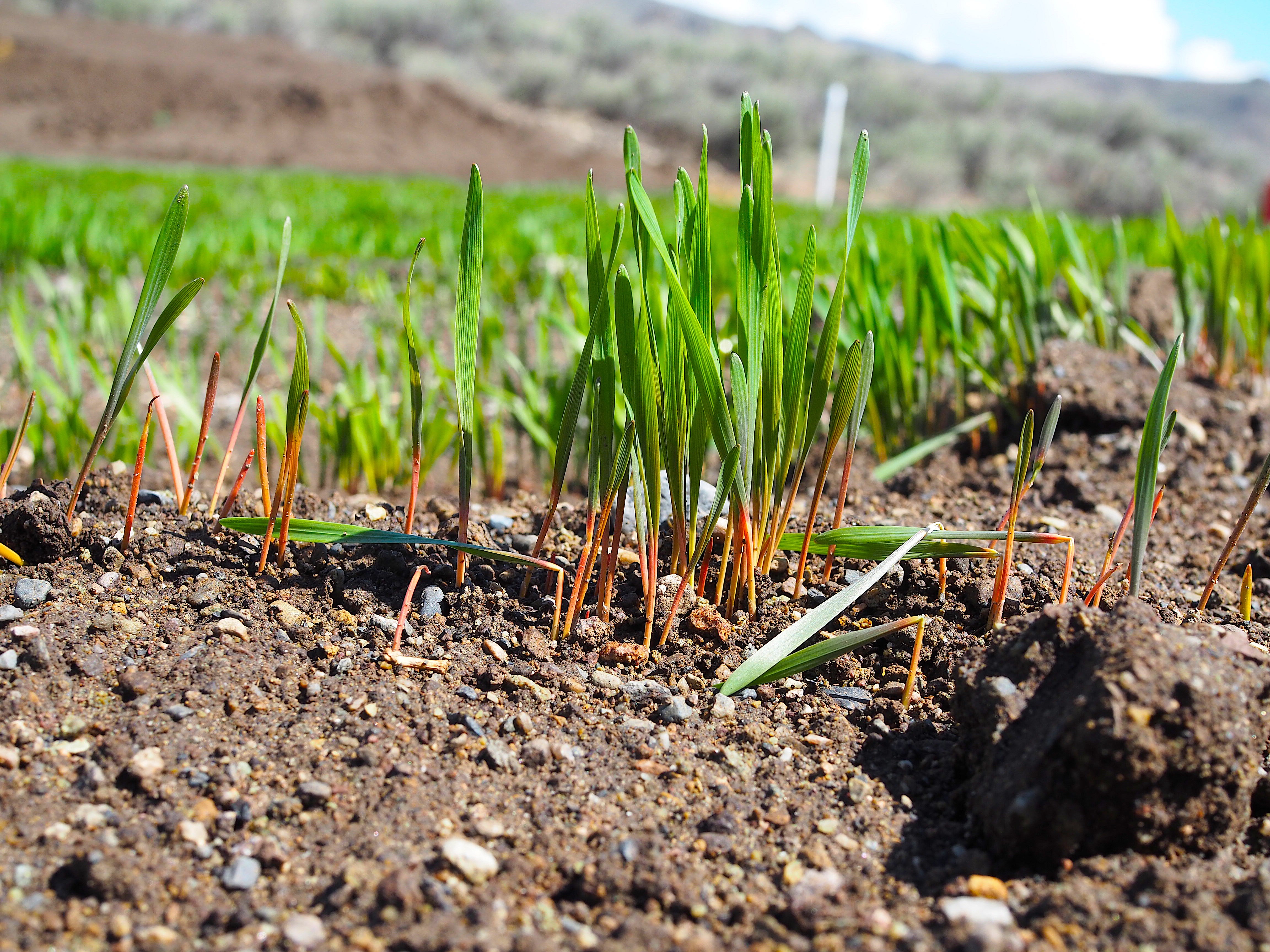 Home On The Range #021: Einkorn Wheat – An Ancient Cultivation