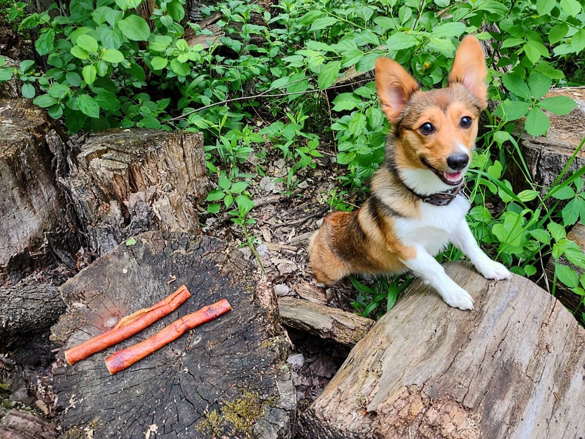 AllOutdoor Review: Farm Hounds Treats – Fresh, Organic Protein