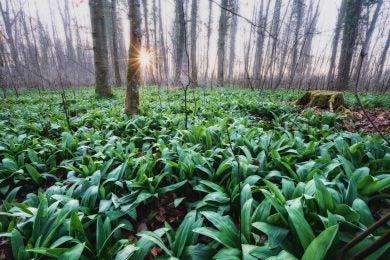 Wild onions thrive in marshy forested areas