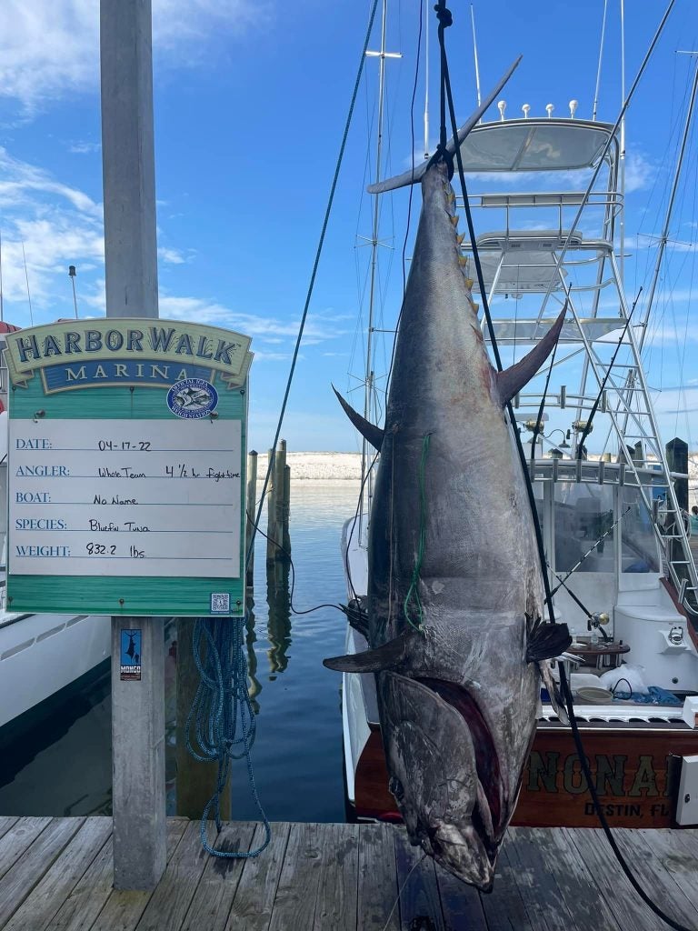 Record Breaking 832 Lb Bluefin Caught in Destin, Florida