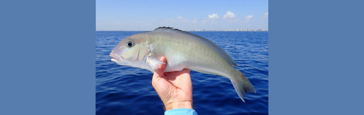 Florida FWC Modifies 2022 Blueline Tilefish Season