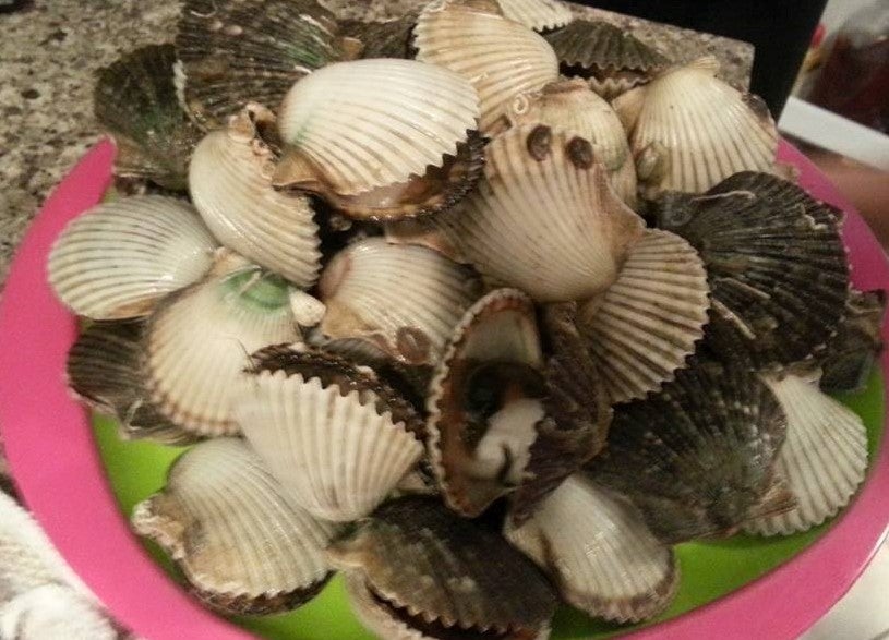 Annual Florida Bay Scallop Seasons Opening Soon