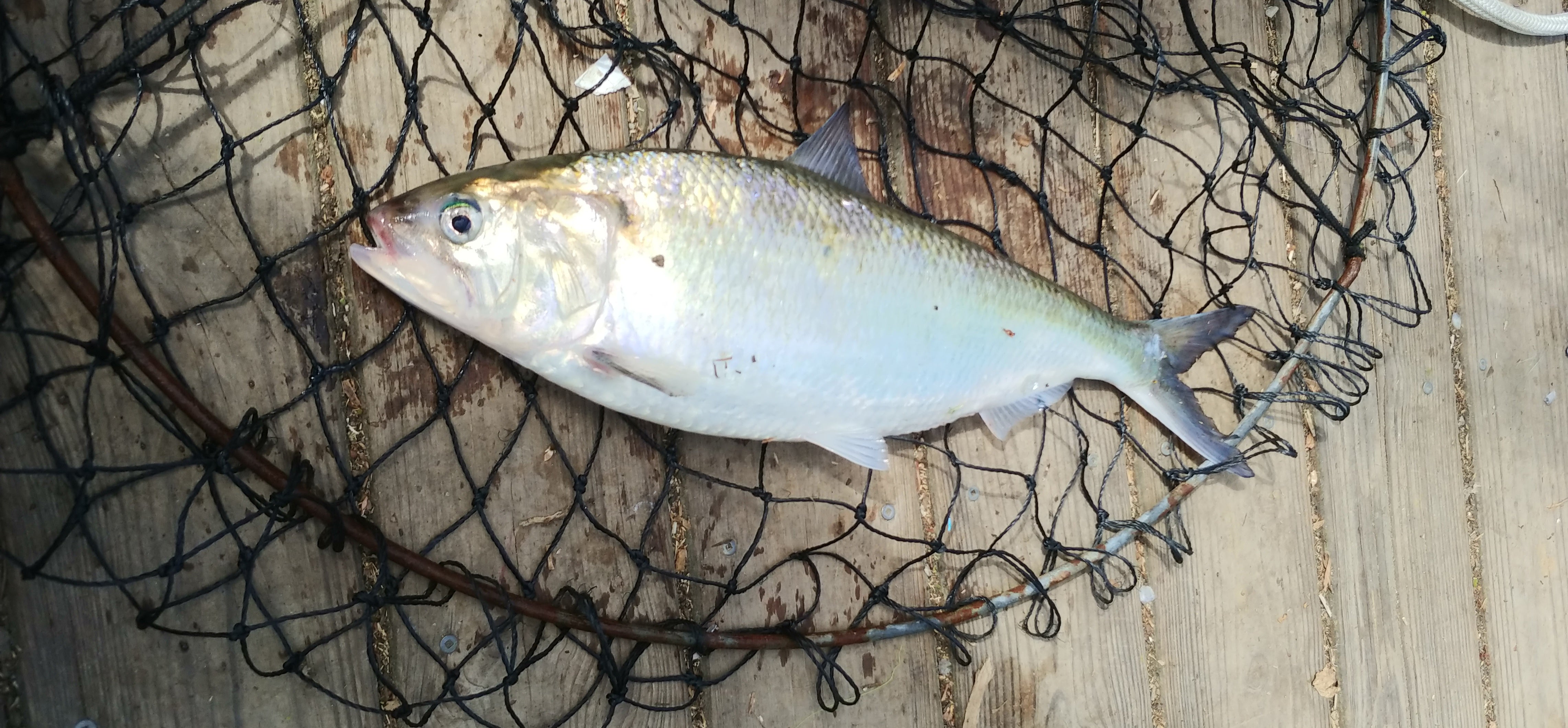 American Shad (Alosa sapidissima)