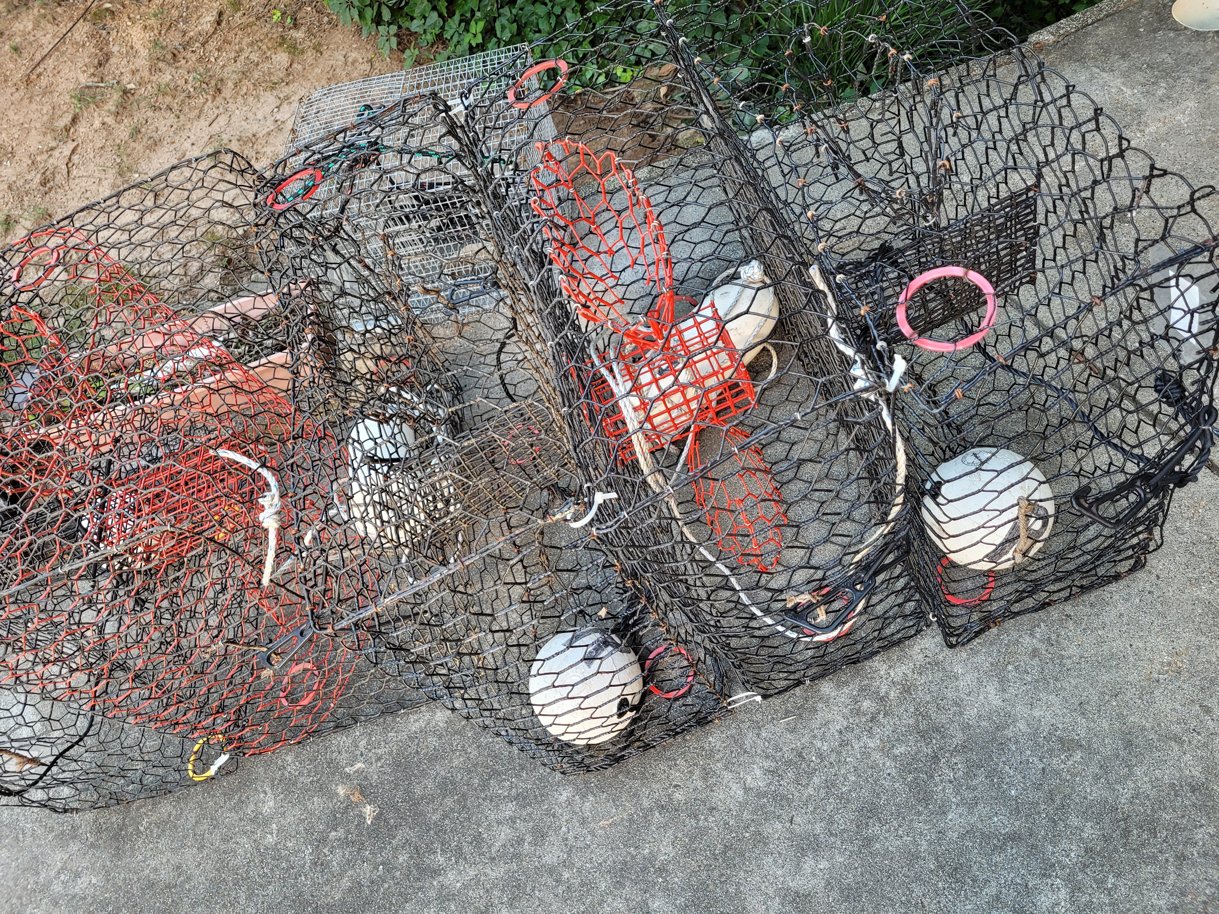 Blue Crab Trapping in Florida - How to Set Up Your Blue Crab Traps
