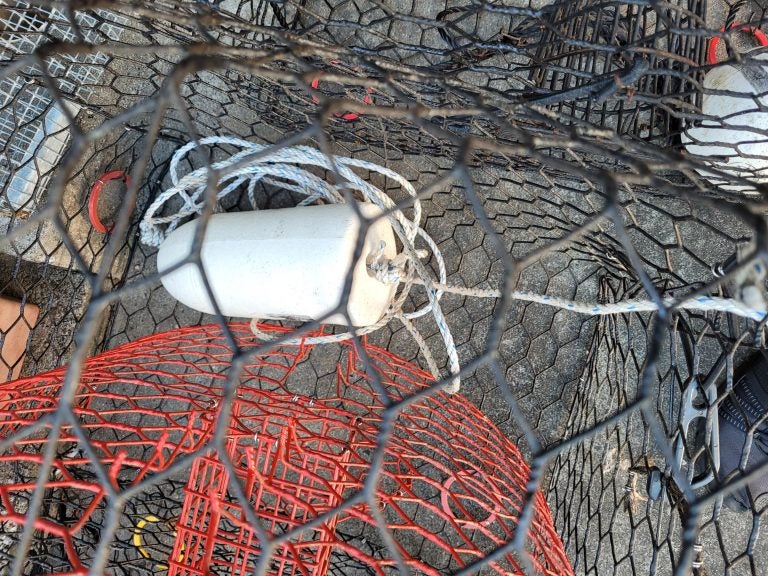 Blue Crab Trapping in Florida - How to Set Up Your Blue Crab Traps