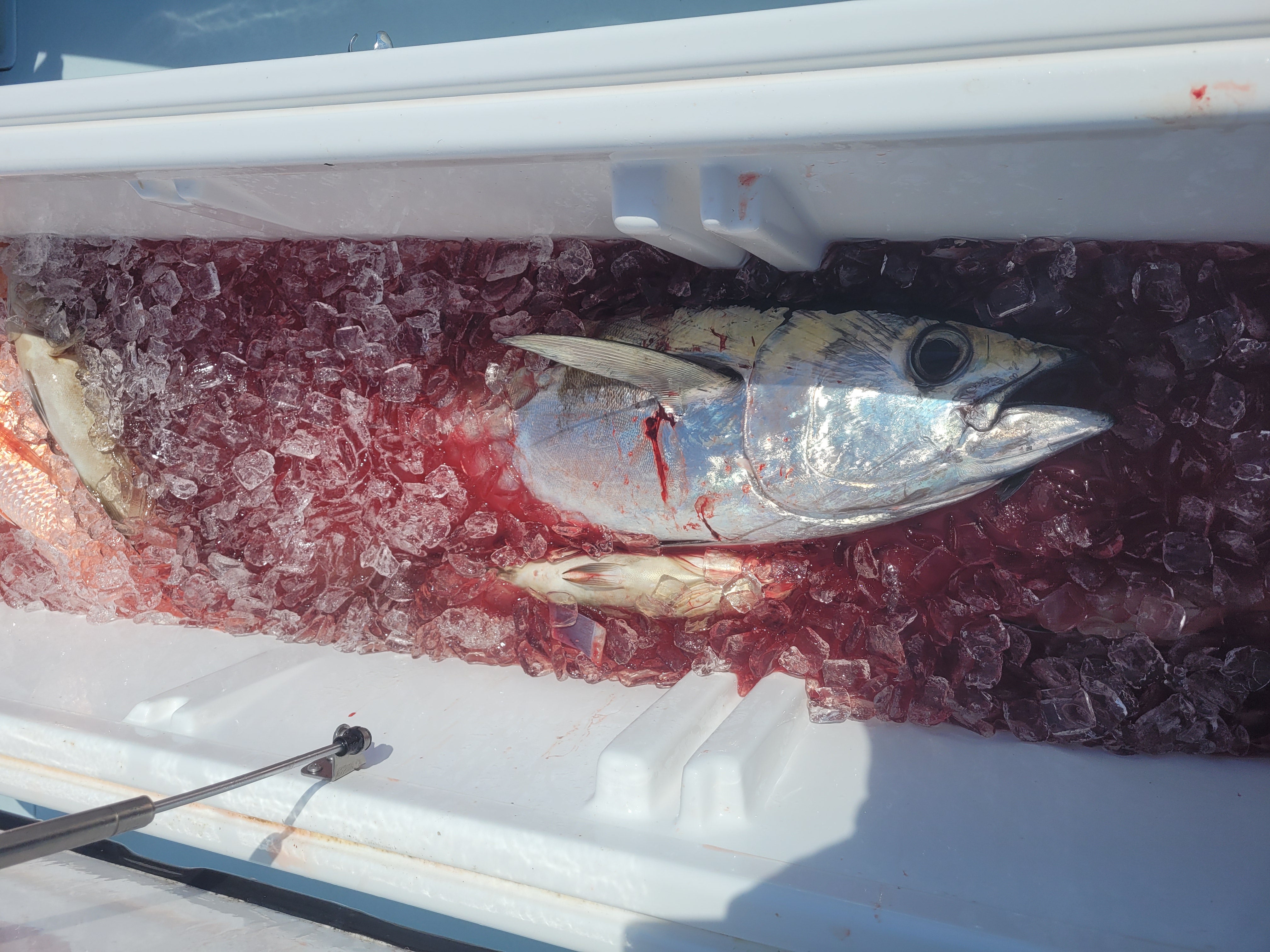 How to Prep & Cook your Catch: Blackfin Tuna Tataki