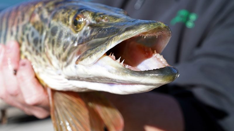 Utah Division of Wildlife Resources Tiger Muskie