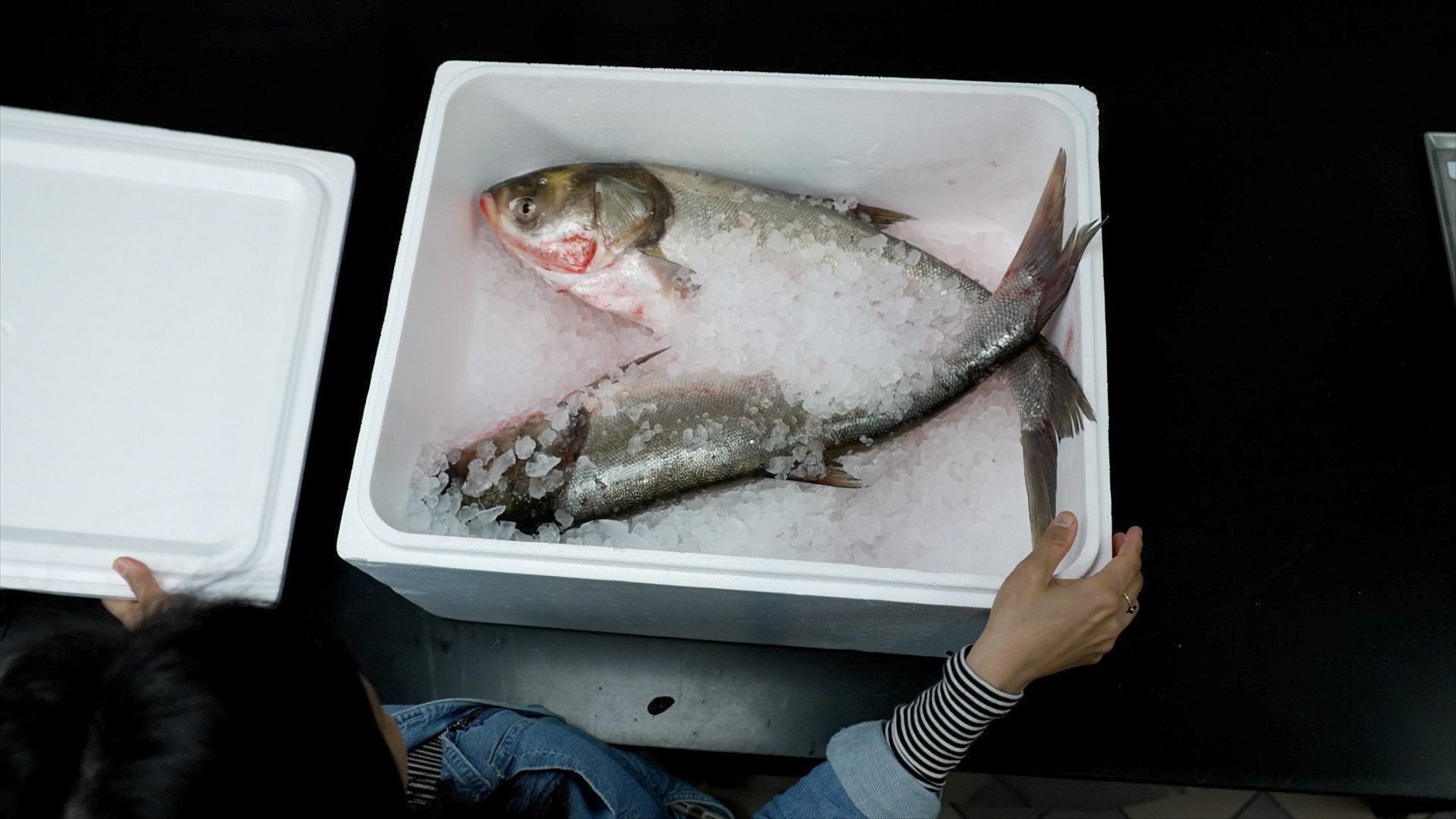 The Copi: Renaming of the Delicious, Misunderstood Asian Carp