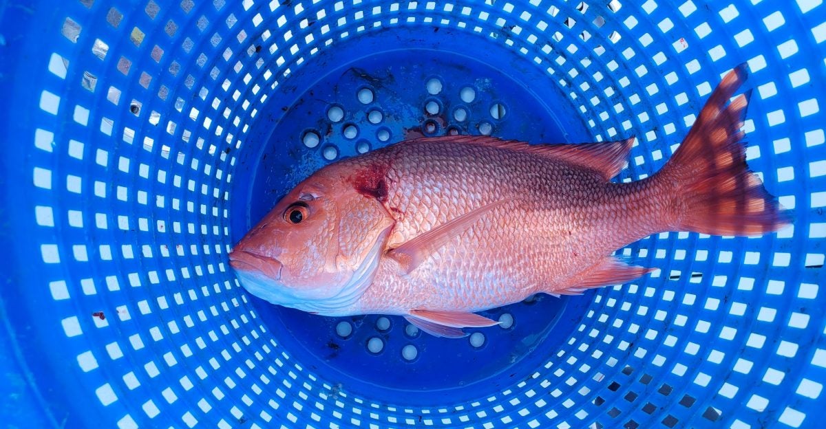 5 Men Caught OVER the Louisiana Limit of Red Snapper