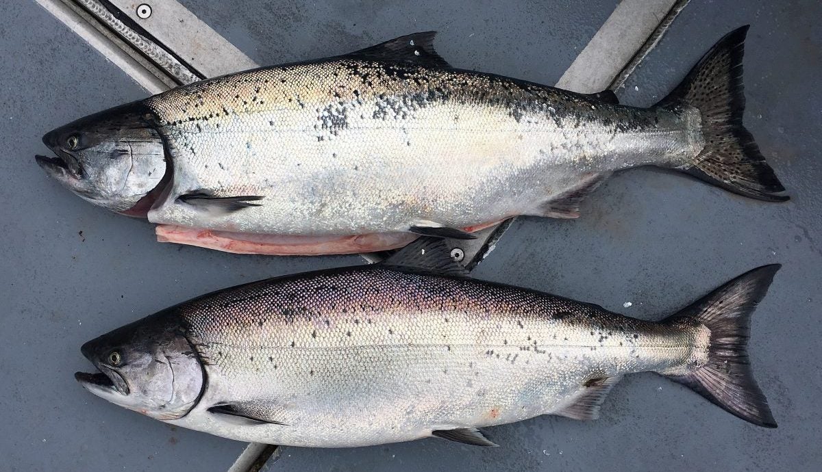 Michigan DNR Salmon Stocking Increase Proposed in Lake Michigan