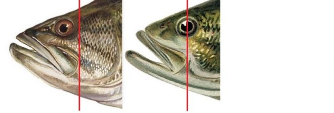 Do You Know your Fish?! Smallmouth Bass vs. Largemouth Bass