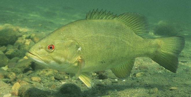 The Different Types of Bass: Largemouth Bass vs. Smallmouth Bass and  Everything in Between