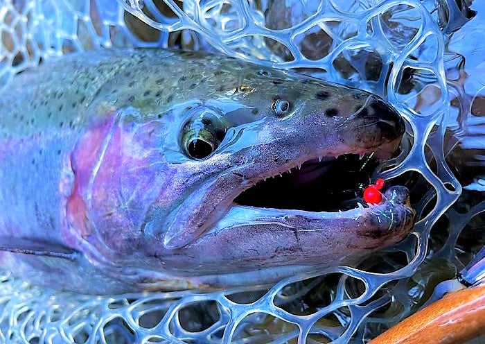 The fishing is heating up in New York's Steelhead Alley