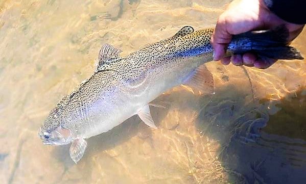 The fishing is heating up in New York's Steelhead Alley