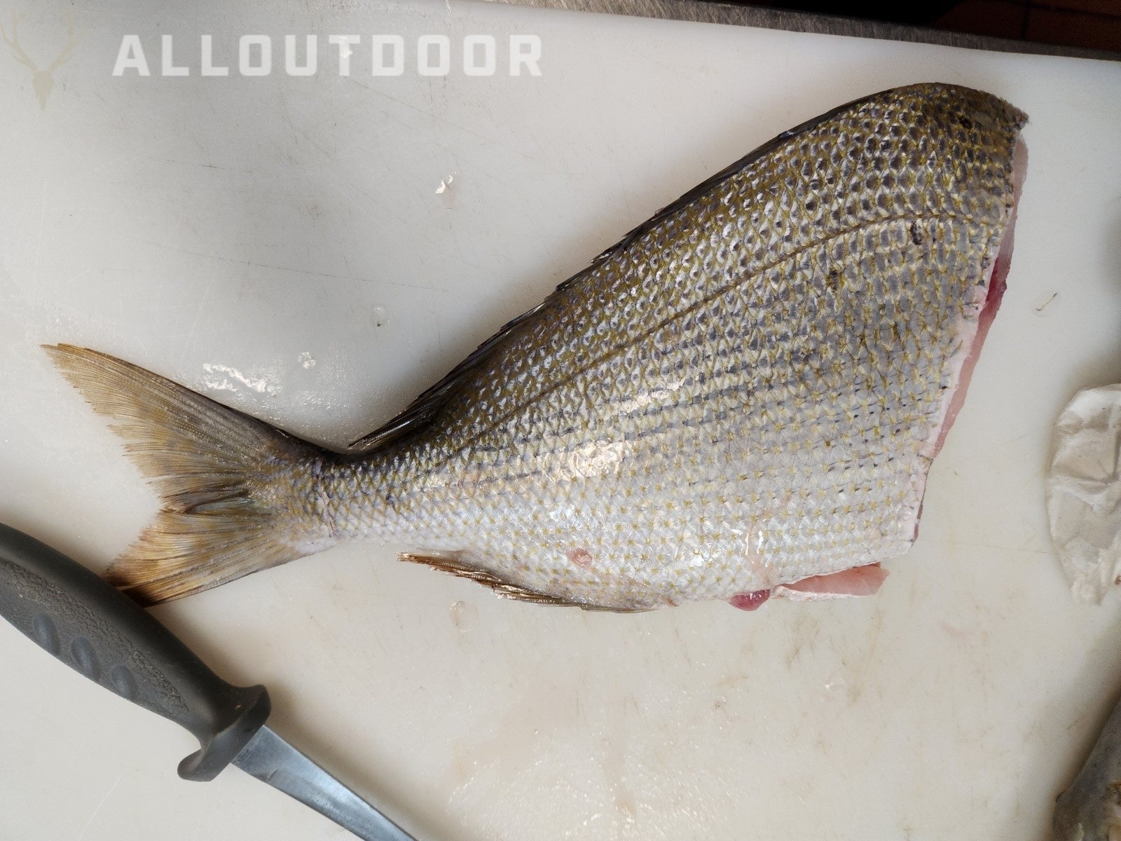 Cook your Catch - Knobbed Porgy (Chinese Steamed Fish)