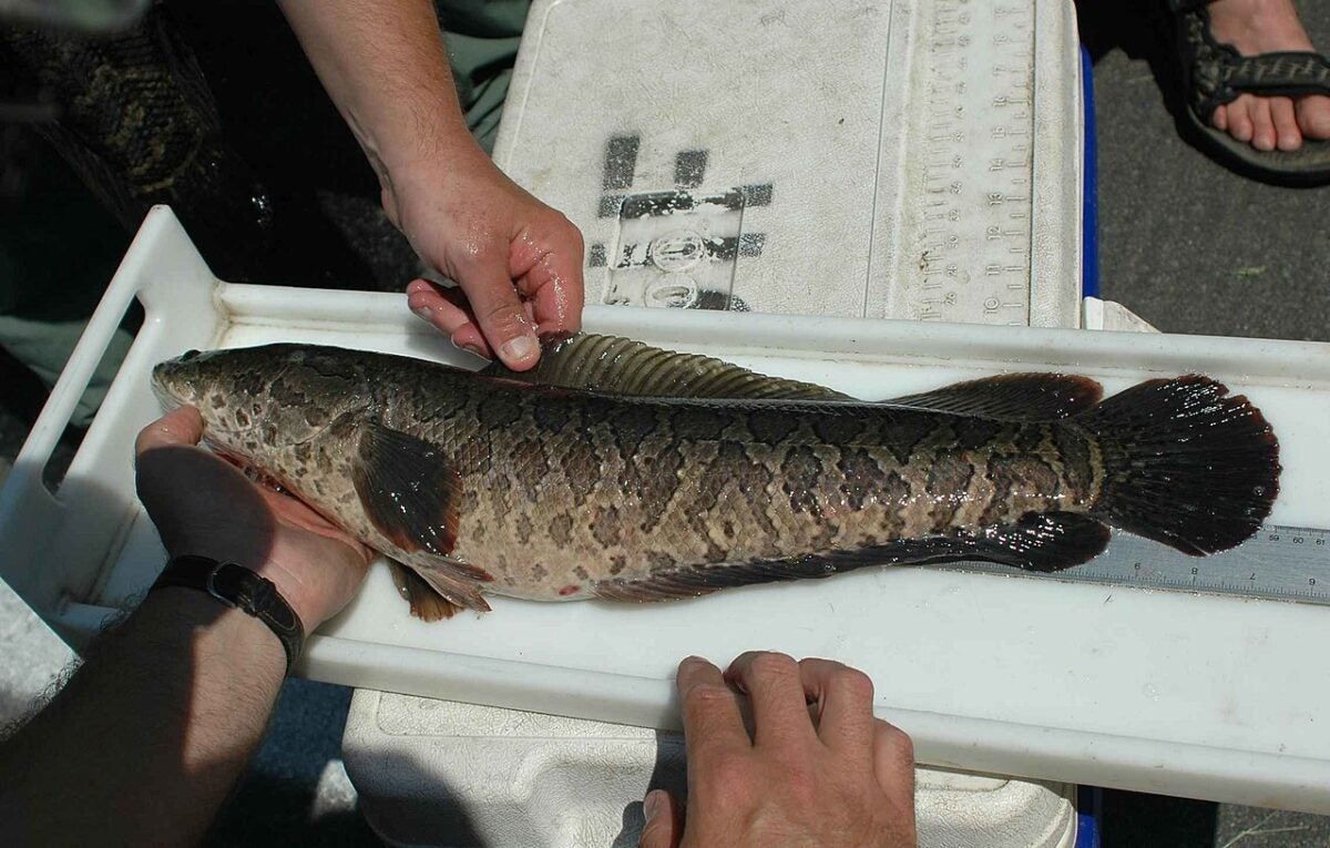 Northern Snakeheads Confirmed in Concordia Parish Louisiana | LaptrinhX ...