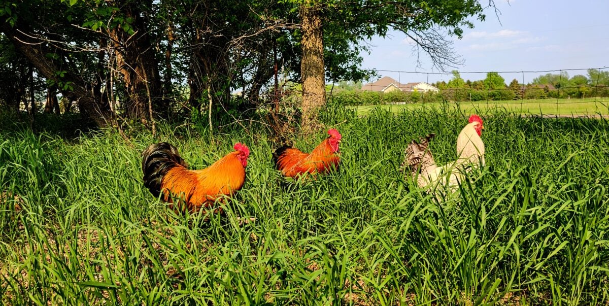 Home on the Range #042 – Pros and Cons of Free-Range Chickens