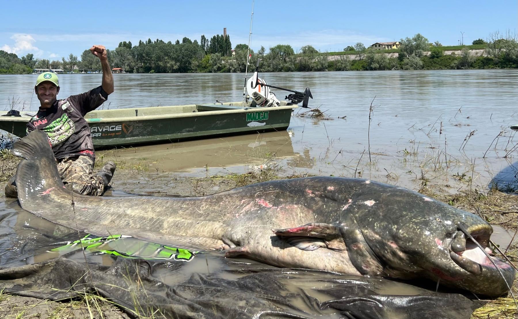 Potential New World Record Wels Catfish in Italy