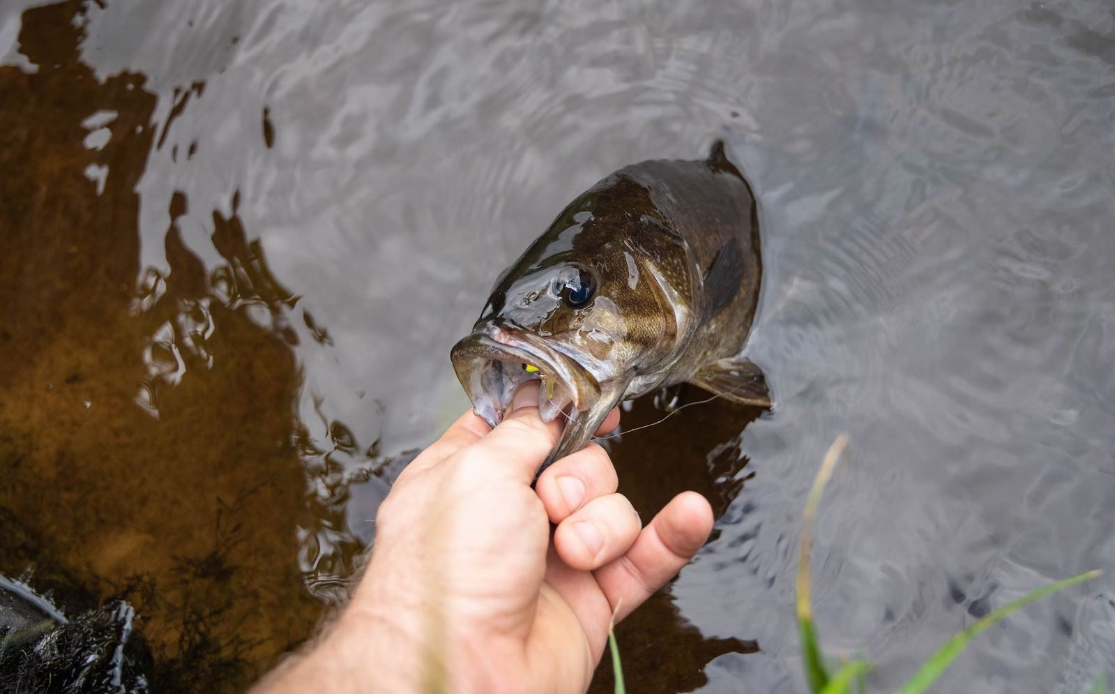 Bass Fly Fishing