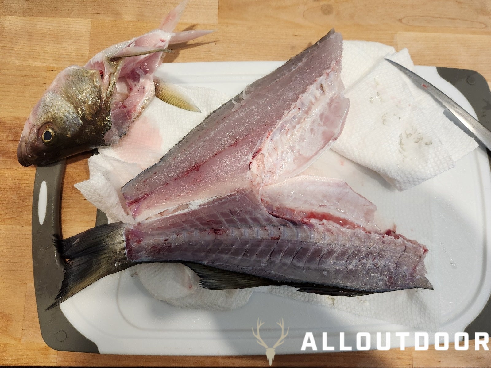 Sea Bass What Are They ? - Guide to Catching Filleting Cooking