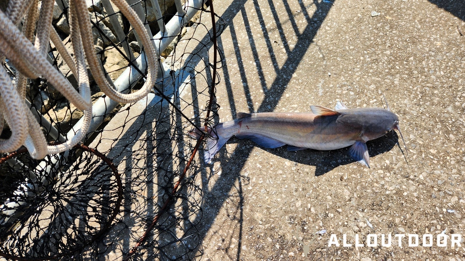 Fishing North Alabama - The Neely Henry Dam Tailrace