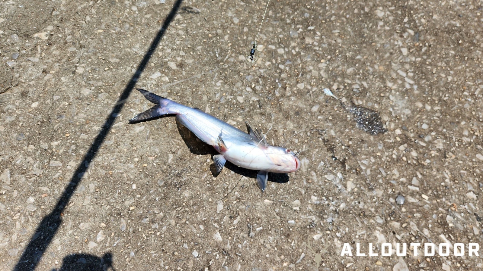 Fishing North Alabama - The Neely Henry Dam Tailrace