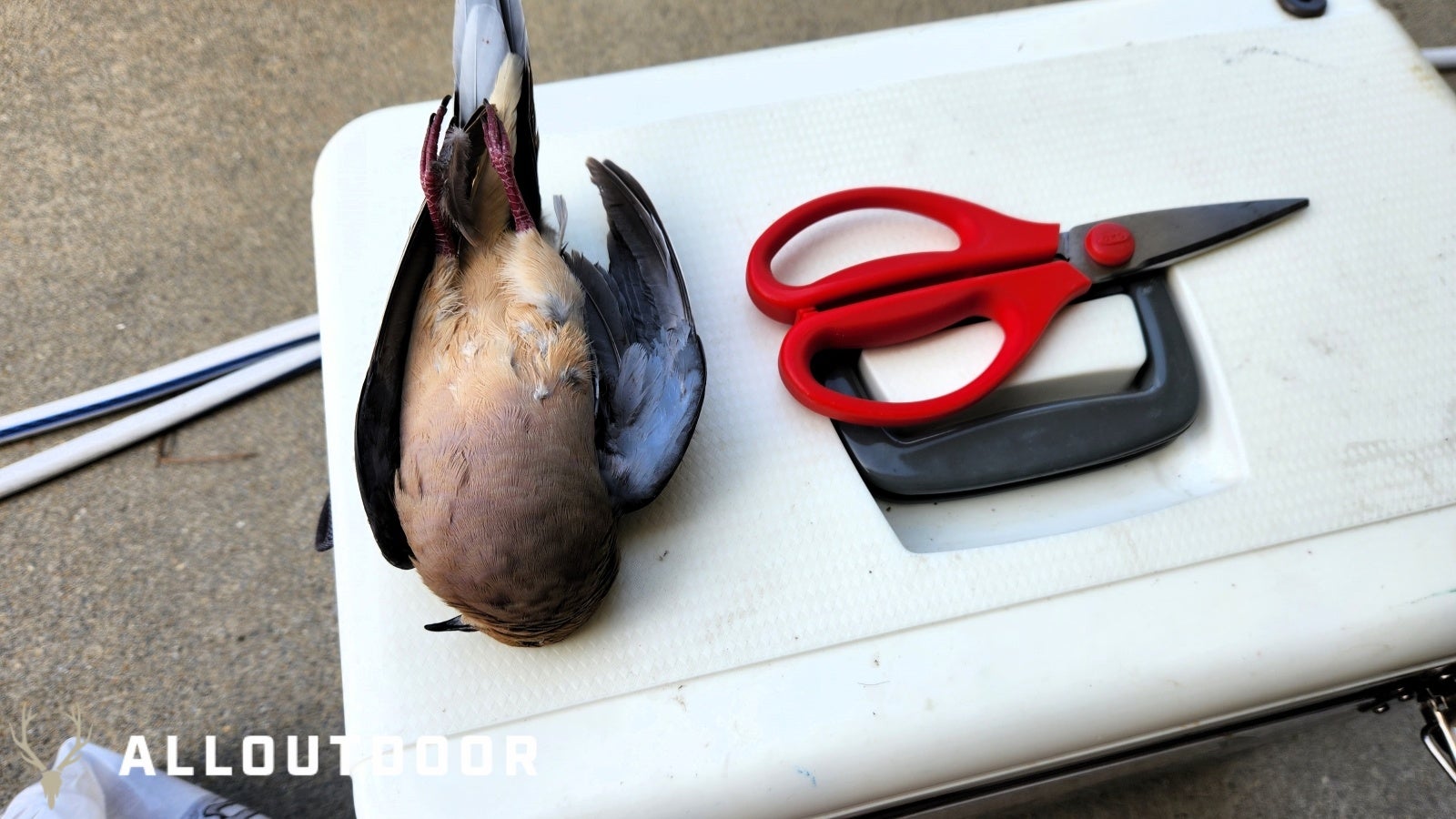 Cook your Catch - Whole Fried Dove