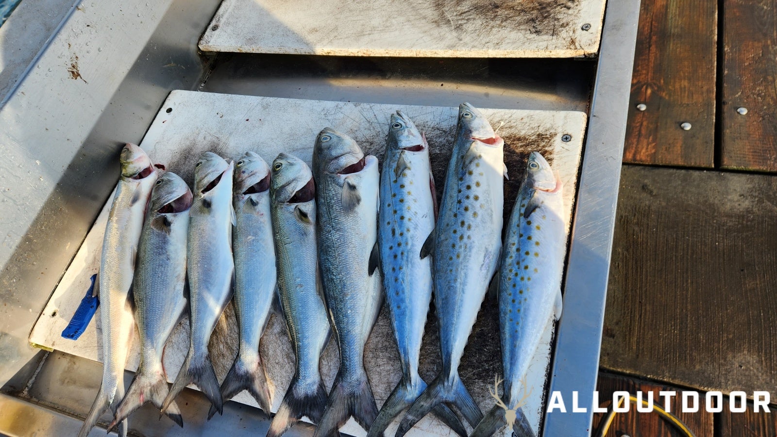 Feast or Famine - October Pier Fishing in PCB