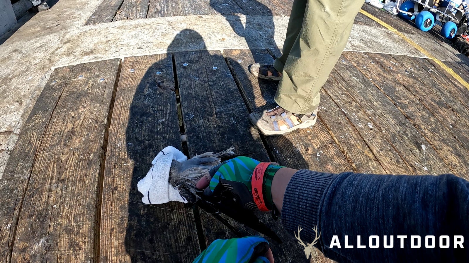 Feast or Famine - October Pier Fishing in PCB