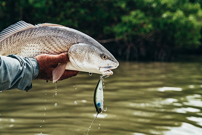 Swimbait Action! Daiwa’s NEW Lazy FA Shad Floating Twitchbaits