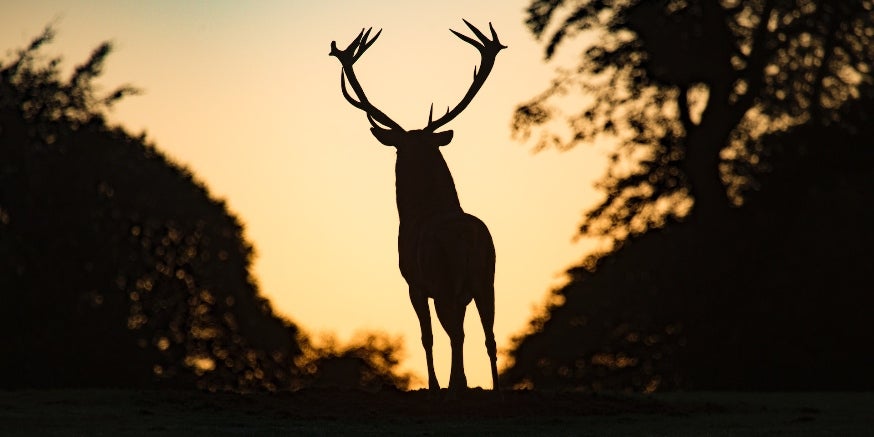 Land Conservation: How to Clear Land for an Improved Food Plot