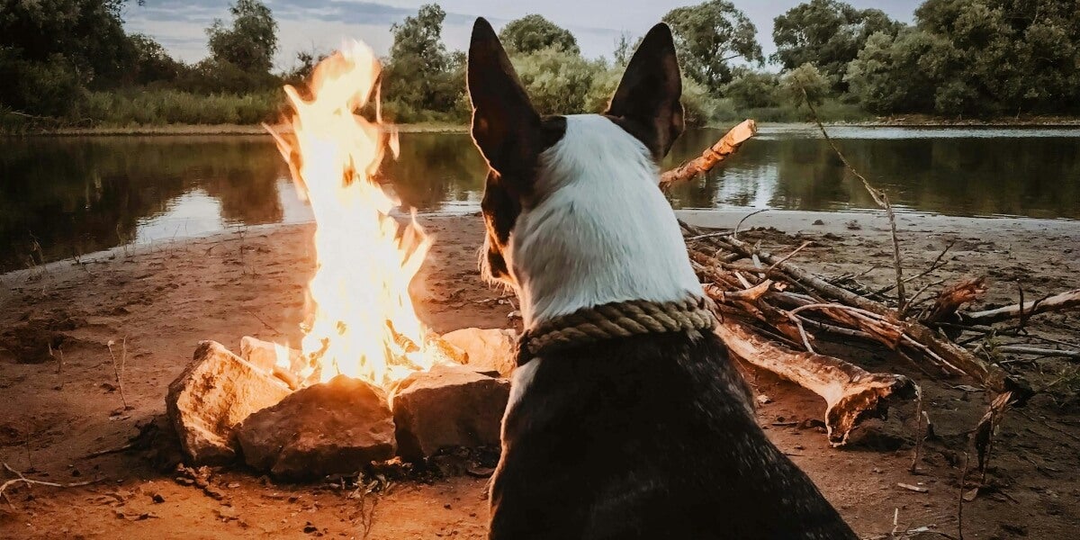 6 Critical Mistakes to Avoid when Camping with your Dog